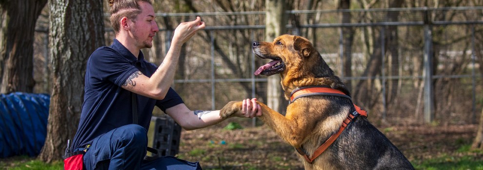 Mastering Obedience: A Guide To Effective Dog Training